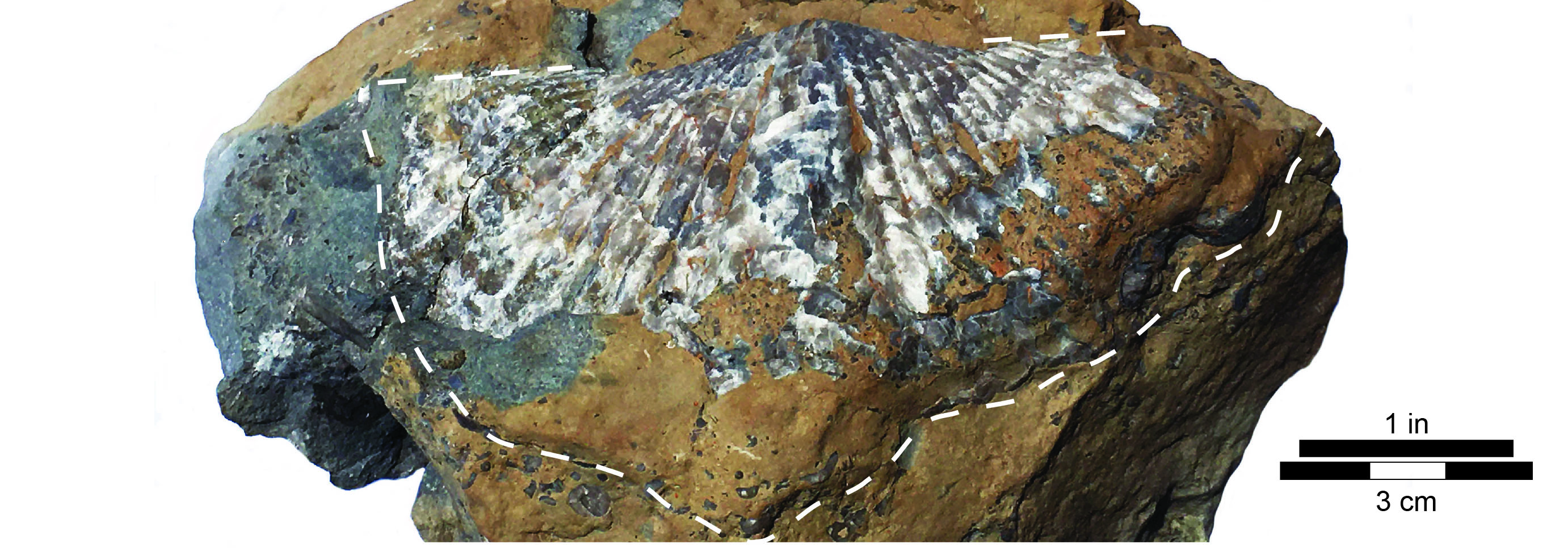 Syringothyris